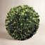 Preserved Greens Topiary, Hedge Plant in-1214296199