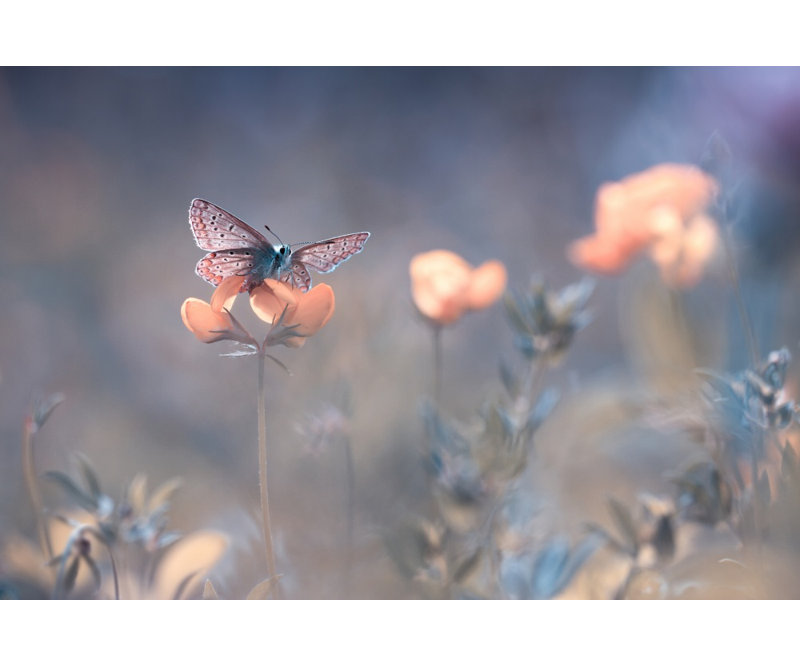 Wrapped Canvas Print, 50.8 cm H x 76.2 cm W