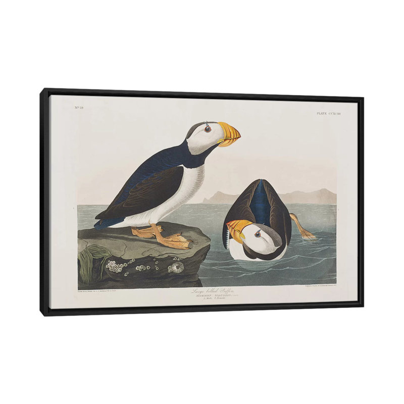 « large-billed puffin' », reproduction d’impression sur toile, H 18 po x l 26 po x P 1,5 po, Toile avec cadre noir