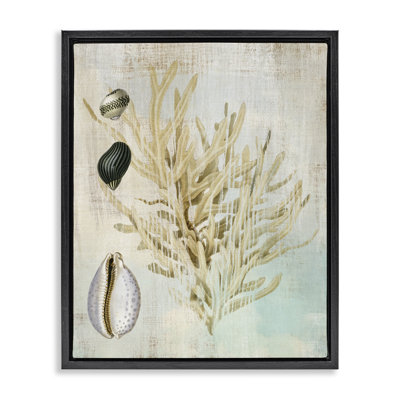 Cadre flottant Coral Branch & Cowrie Shells, design par Susan Arnot