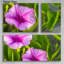 "Sunrise Petals" par Lawrence Leyderman - Art mural acrylique 30 "x 40"-1364796255