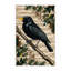  Tapis lavable de merle commun-1260154928