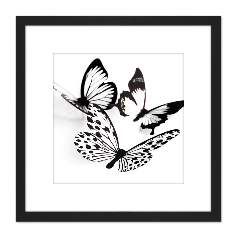 Three Black White Butterflies Group Collage Photo - Single Picture Frame Print