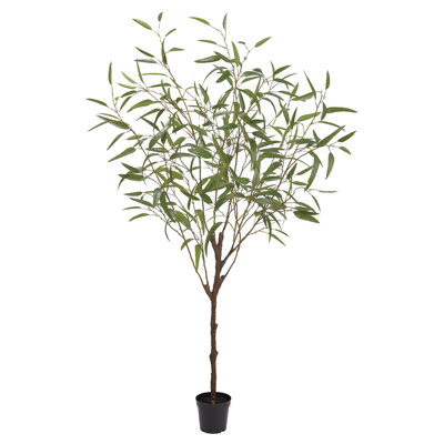 70 po EUCALYPTUS ARBRE EN POT
