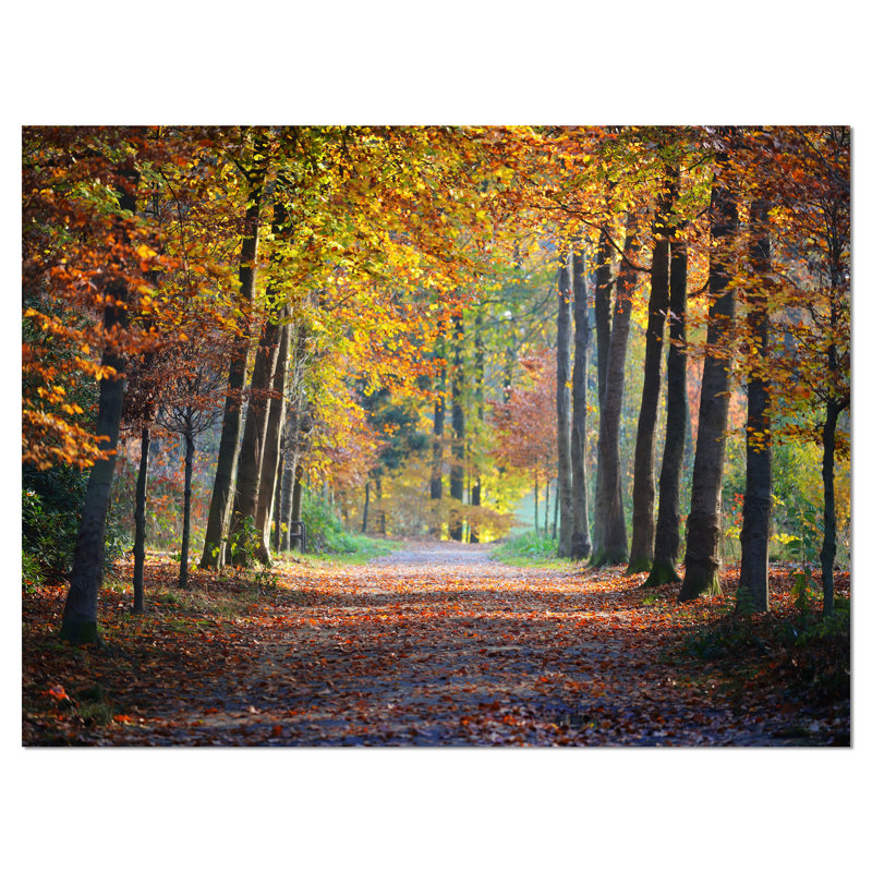 Wide Pathway in Yellow Fall Forest - Photograph Print, 30" H x 40" W x 1" D, Wrapped Canvas