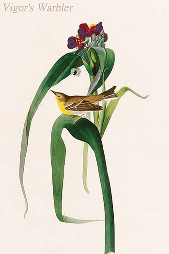 « warbler » par john audubon-impression d’art graphique, H 66 po x l 44 po x P 1,5 po