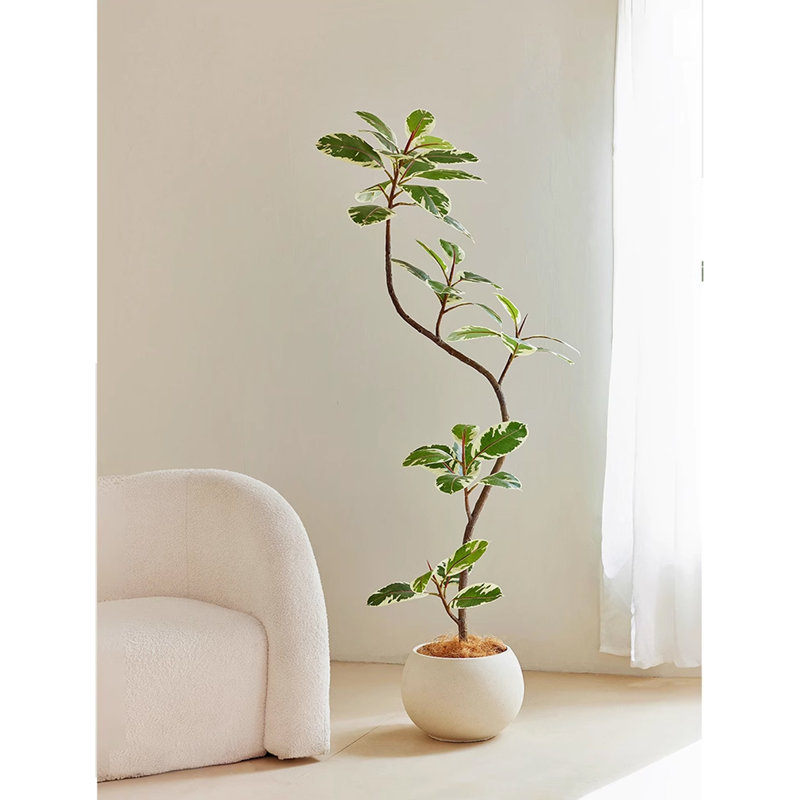 Décoration de salon simulacre d'hévéa vert, H 78,74 po x l 14,17 po x P 14,17 po
