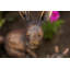 Vreeland Animals Waterproof Plastic Garden Statue