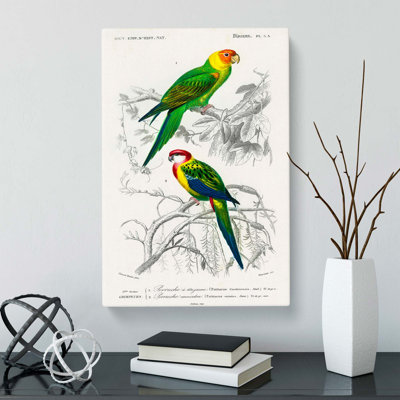 Parrot Illustrations by Charles D Orbigny - Wrapped Canvas