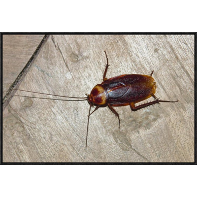 " American Cockroach "