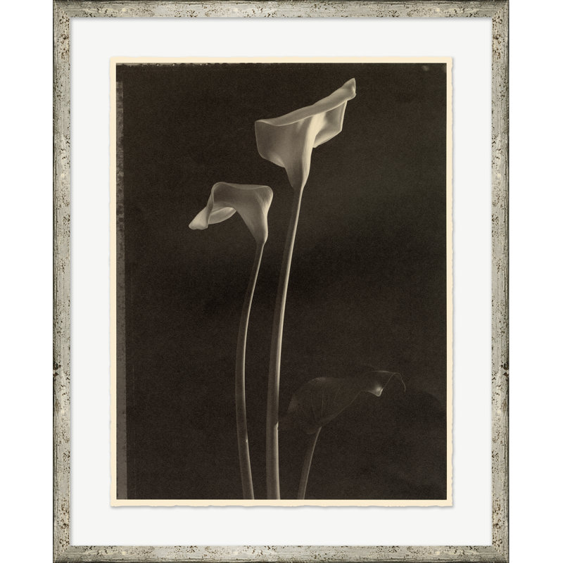 Sepia Flowers 1 Print by Bespoke By Baker