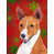 Basenji (brun et blanc)