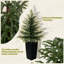 Arbre de Noël artificiel Real Touch Norfolk avec aspect naturel en pot noir-802417174