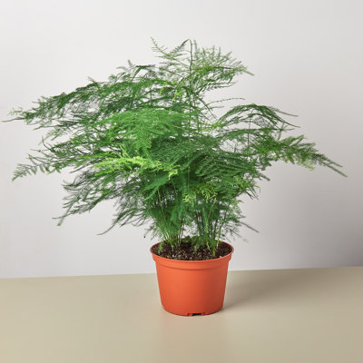 House Plant Shop Live Fern Plant