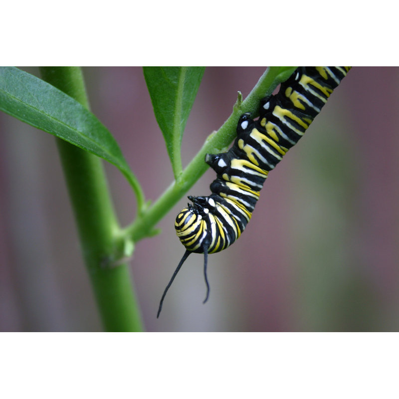 «Castell monarch chenille sur toile» par Brackish_Nz, photographie, H 8 po x l 12 po
