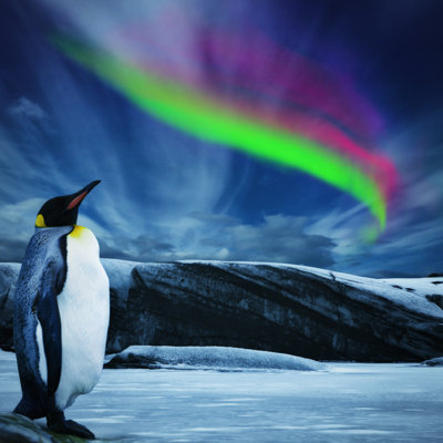 Penguin under southern lights 1 Piece Wrapped Canvas Wall Art