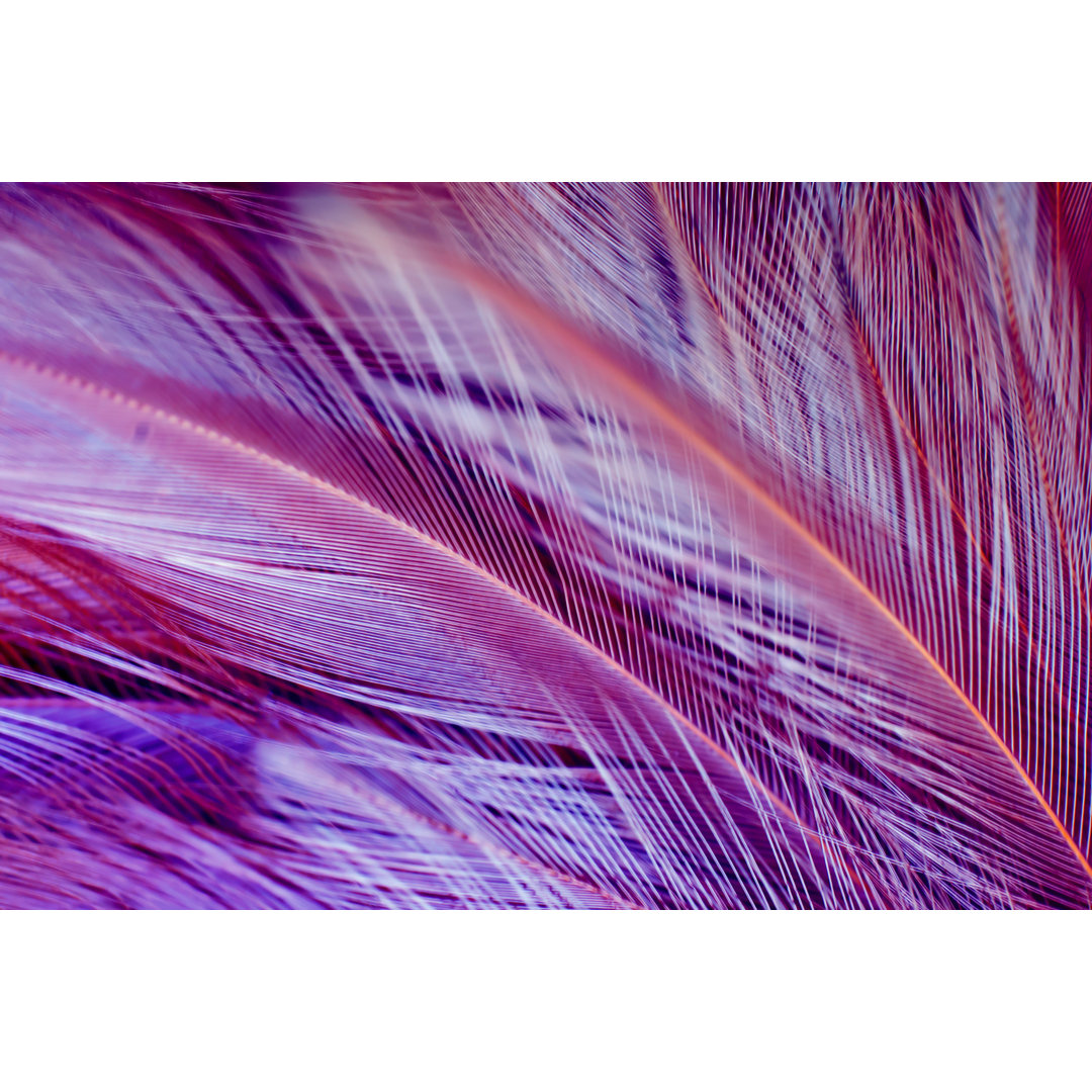 Leinwandbild Violett Farbe Trends Huhn Feder Textur Hintergrund