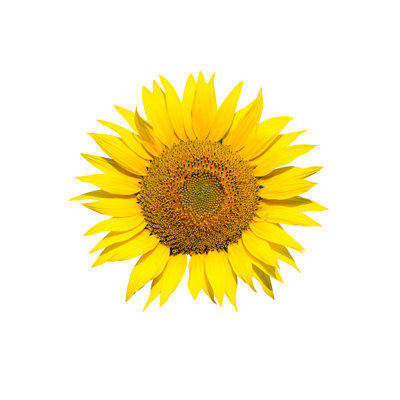 " Sunflower "
