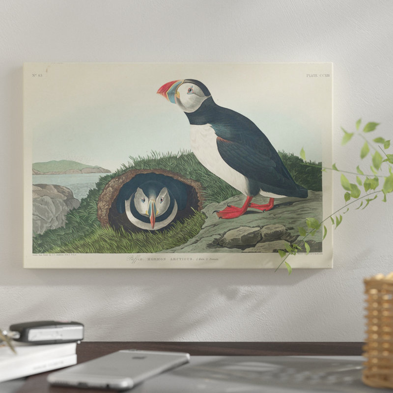 «Puffin», impression sur toile, H 8 po x l 12 po x P 0,75 po, Toile tendue, Non mat