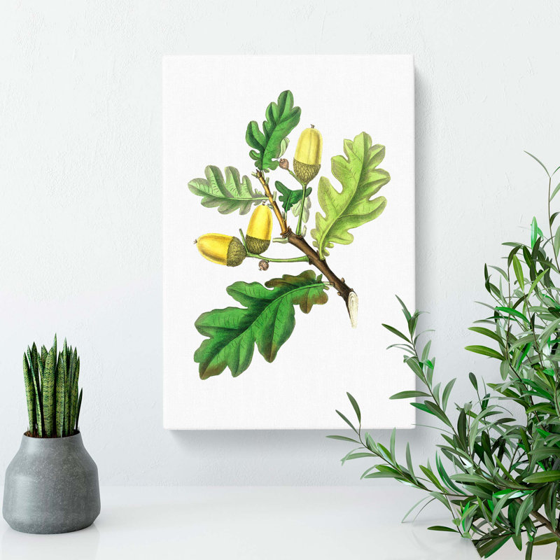 English Oak Tree Illustration - Wrapped Canvas, 76cm H x 50cm W x 3cm D