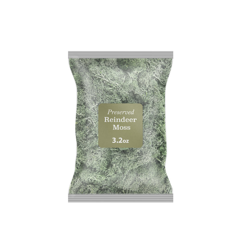 Renne préservée vert mousse, H 1,5 po x l 5,5 po x P 7,5 po