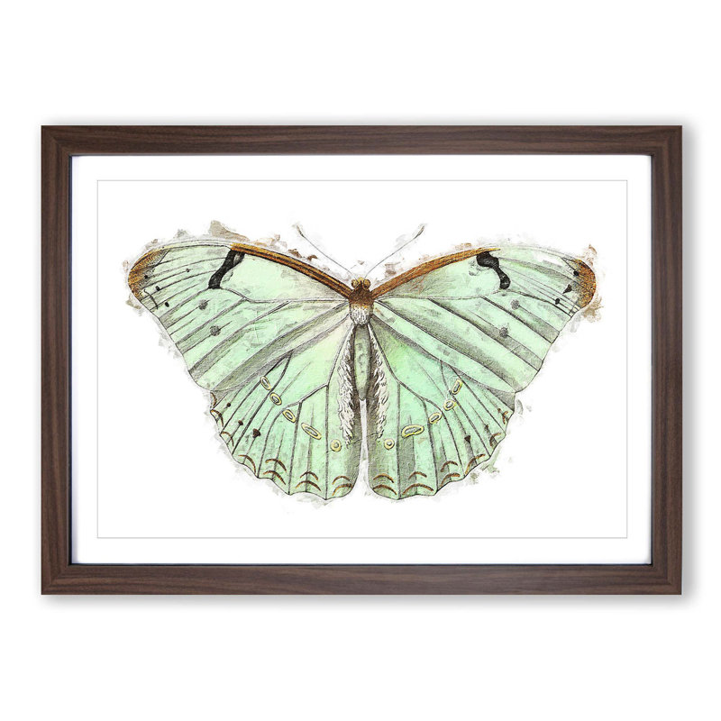 Laertes Butterfly by George Shaw - Framed Print, 27cm H x 36cm W x 2cm D, Walnut Framed