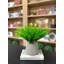 Vanilla Grass Arranged In A Fiberstone Pot