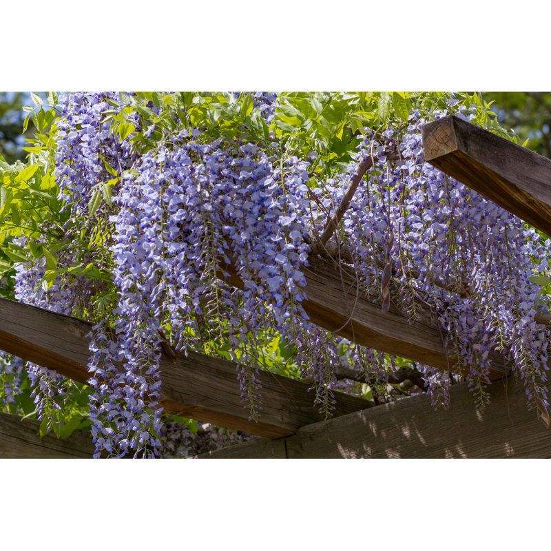 " Wisteria Trellis " by Alegrial, 24" H x 36" W