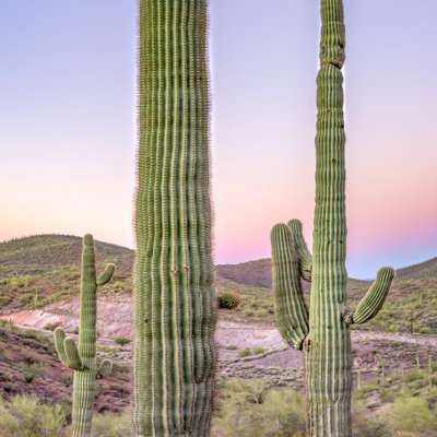 Saguaro Cactus in the Arizona Desert at Sunset 1 Piece Wrapped Canvas Wall Art