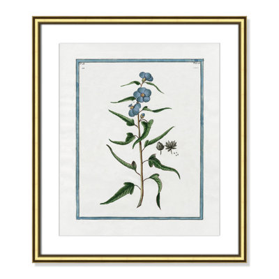 Colombe "Shabby Elegance Botanical I" Print
