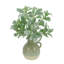 Lamb's Ear In A Ceramic Vase