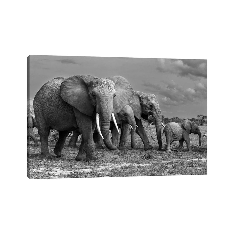 Elephants Family by Massimo Mei - Wrapped Canvas Print, 20.32 cm H x 30.48 cm W