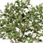 Ficus 72 po en pot