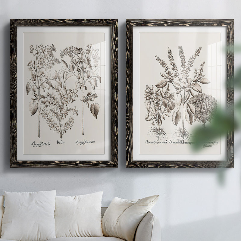 Sépia Besler Botanicals I-Premium, reproduction encadrée - prête à être accrochée, Noir, H 31,5 po x l 88 po x P 1,5 po