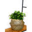  Natural Seagrass Lined Basket Planter-1333272740-1333293843