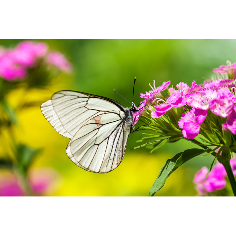 White Butterfly Sits On Flowers by Yanikap - Wrapped Canvas Print, 51cm H x 76cm W x 3.8cm D