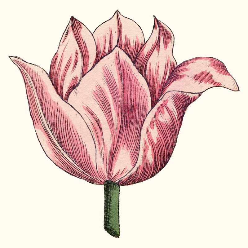 Jardin de tulipes VII, H 36 po x l 36 po x P 1,25 po