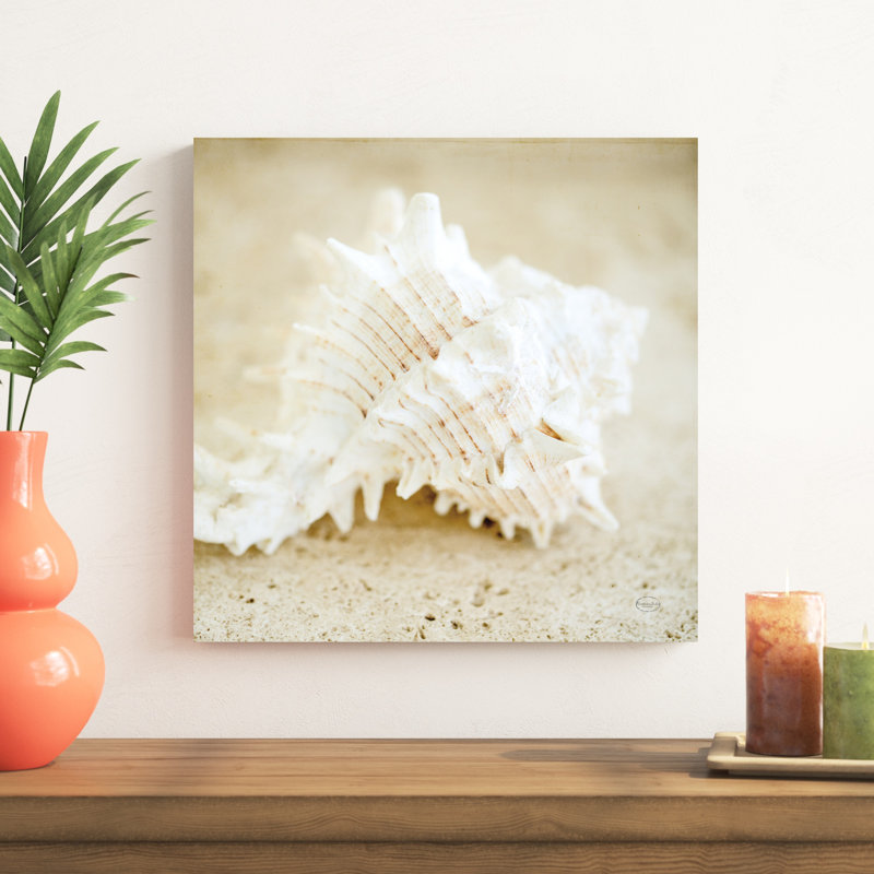 Coquillages de bord de mer II, H 20 po x l 20 po