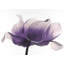 Imprimé de fleurs d'anémone mauve - décor encadré mat-1035693562