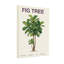 Plantes et fleurs - Figuier botanique-2012858849