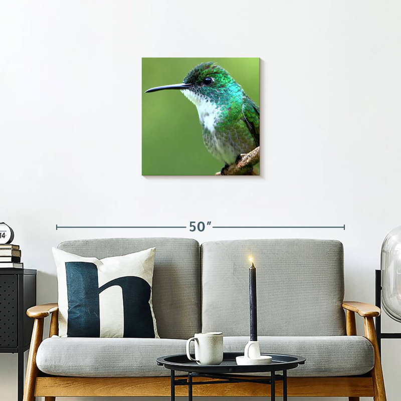 Colibri Starthorge, H 20 po x l 20 po