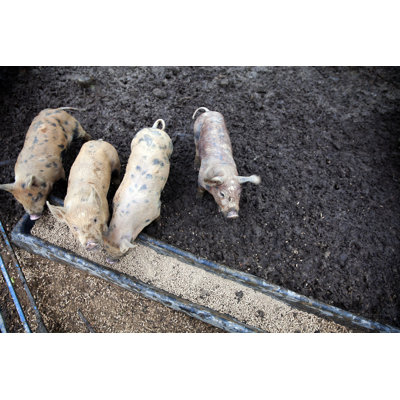 Young Piglets Feeding on a Farm by Stieglitz