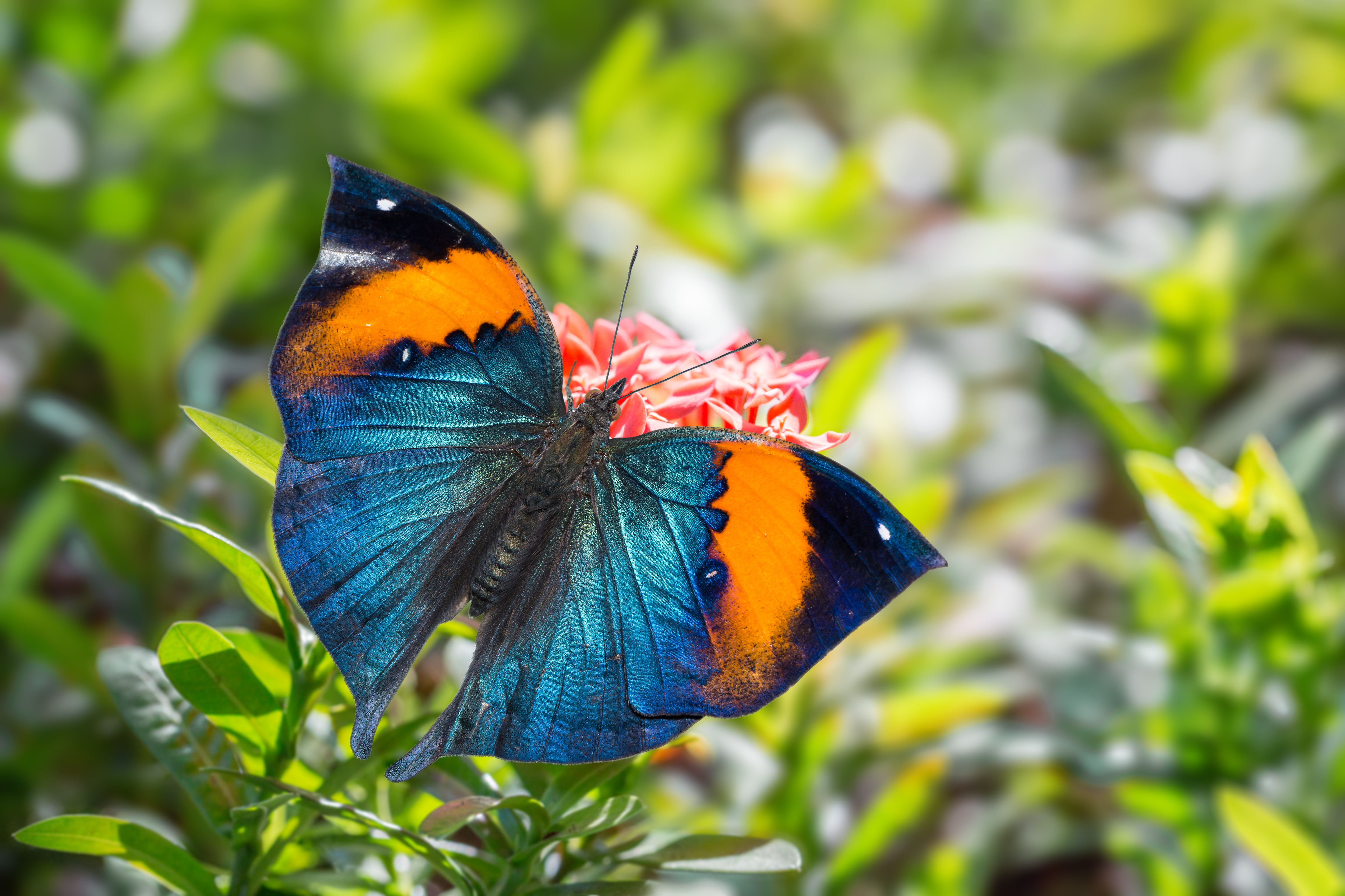 Gracie Oaks Evalyse Butterfly On Canvas Photograph | Wayfair