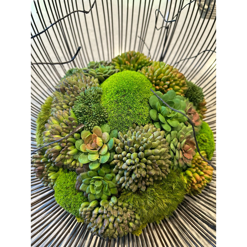 Conception succulente sur un vase en métal doré antique | Faux arrangement unique