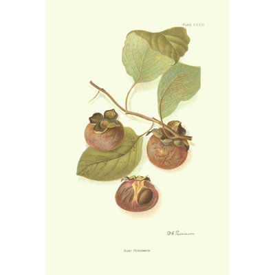 " Persimmon II " Painting Print