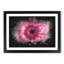 Layers Of A Pink Gerbera Paint Splash - Picture Frame Graphic Art-56865799-56865804