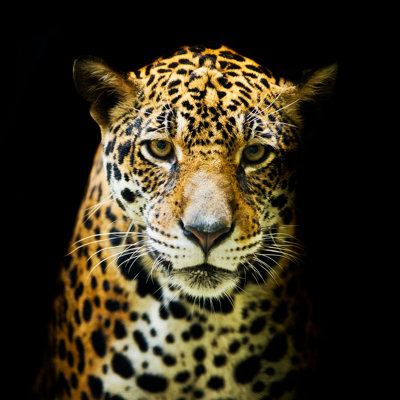 Leopard Portrait - Wrapped Canvas Print