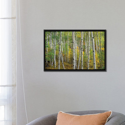 «Quake Aspen in Autumn, Colorado II», reproduction de photo sur toile