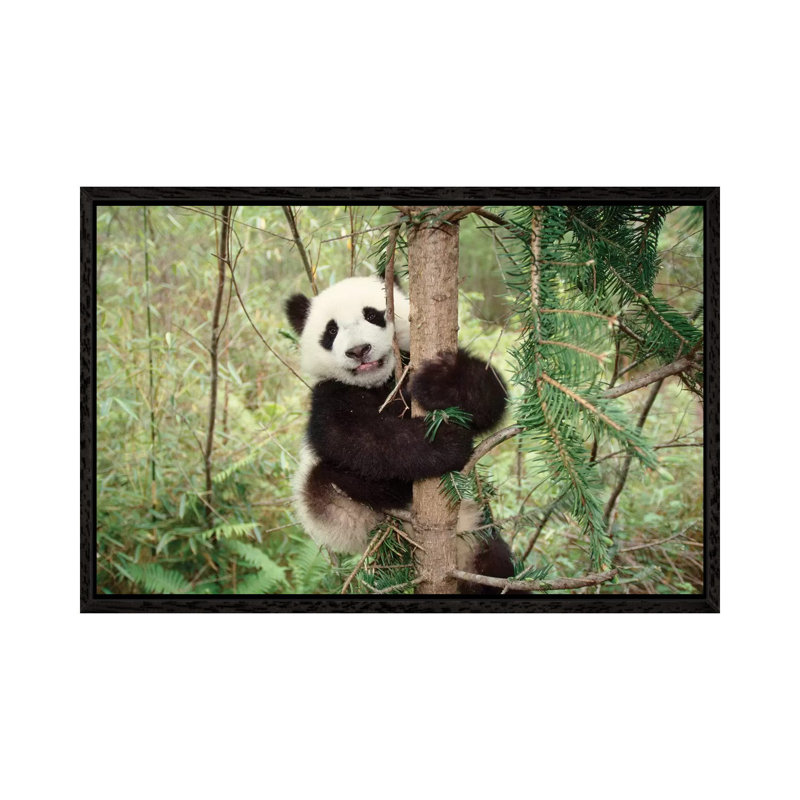 Panda Cub Playing On Tree, Wolong, Sichuan, China by Keren Su - Gallery-Wrapped Canvas Giclée on Canvas, Black Floater Framed