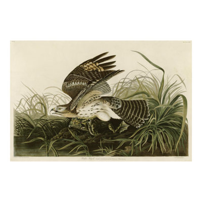 «Winter Hawk» par John James Audubon - estampe numérique